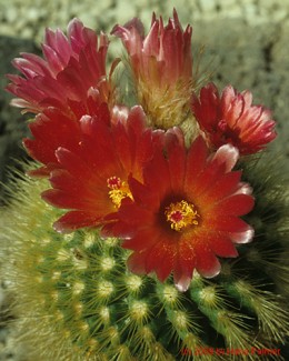 Notocactus cv. horstii x P. penicilata